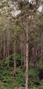 Karri regrowth forests, Western Australia