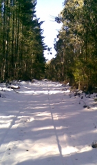 Forest snowfall 